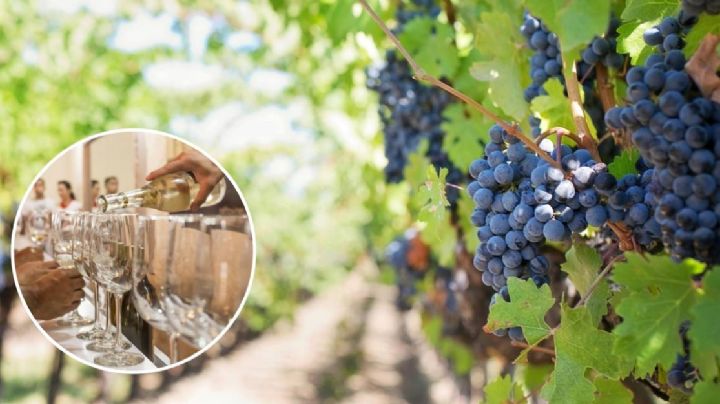 Guanajuato recibe a Bruselas en concurso mundial de vino