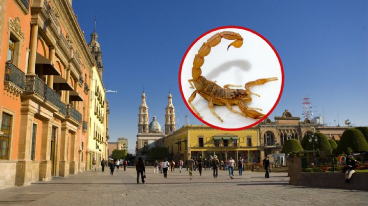 ¿Dónde hay suero antialacránico en León?