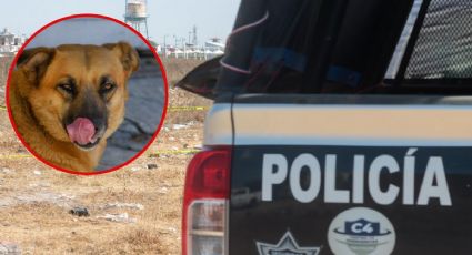 Perro llevaba pierna en el hocico, vecinos buscan y encuentran cuerpo en terreno baldío de Chiapas