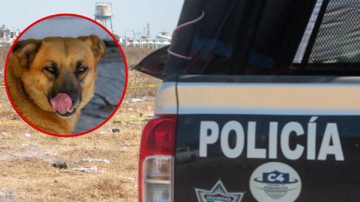 Perro llevaba pierna en el hocico, vecinos buscan y encuentran cuerpo en terreno baldío de Chiapas