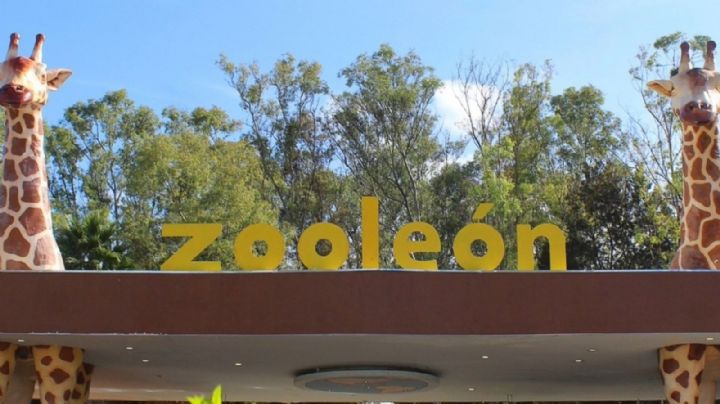 Zoológico de León: horarios, juegos y actividades en Semana Santa y Pascua 2024