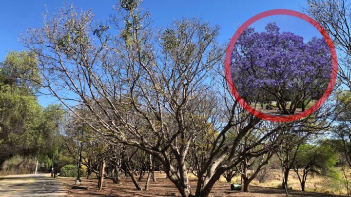 Plaga de muérdago ataca jacarandas del Parque Metropolitano