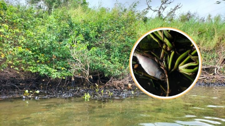 Derrame de hidrocarburo provoca mortandad de peces en río Coatzacoalcos