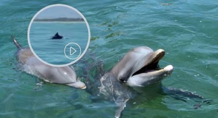 Captan a delfines nadando en playa de Los Tuxtlas, cerca de Roca Partida