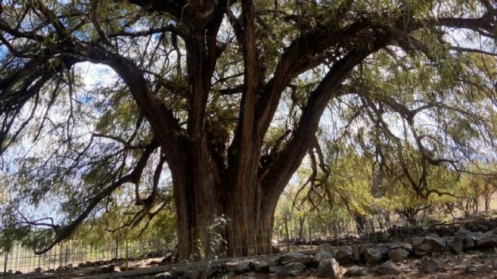 Cobran 10 pesos por ver el gran árbol Ahuehuete de San Pancho, ya tiene horario de visita también