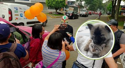 Violencia contra animales y mascotas va en aumento en Xalapa: activistas