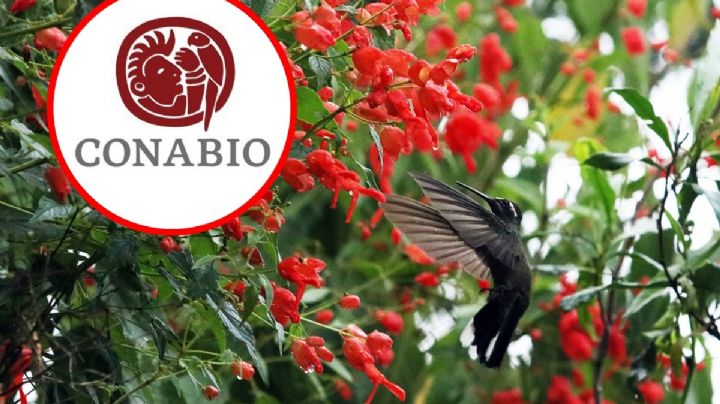 Lamenta UNAM decreto de AMLO; perjudicial quitar facultades a CONABIO, alertan