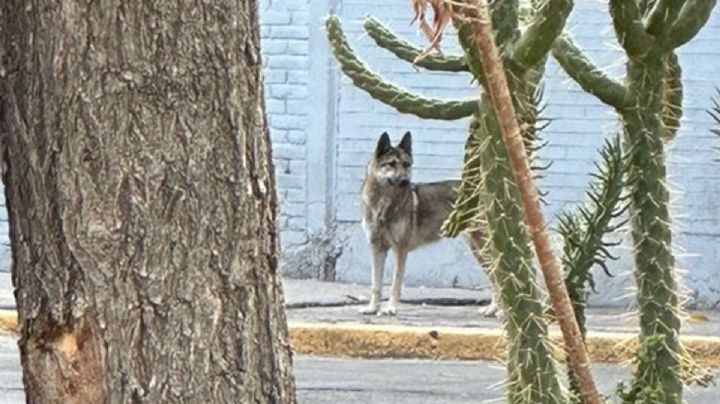 Capturan lobo en San Juan de Aragón, ¿Escapó del zoológico? Esto sabemos