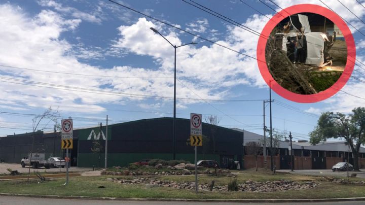 Municipio planta árboles y automovilistas los tiran en menos de un mes, en esta glorieta