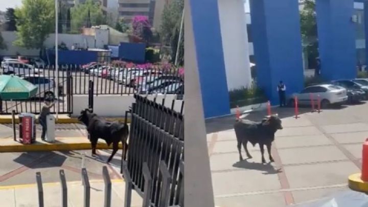 Captan a un TORO deambulando en La Salle Pedregal | VIDEO