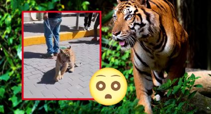 Hombre pasea por calles de Tulancingo con un tigre, circulan fotos y videos