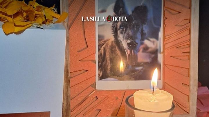 Funerales para mascotas: el precio de una despedida que no todos pueden pagar