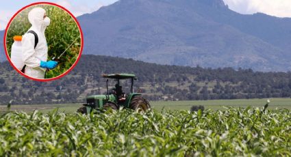 Glifosato: se acerca el "dead line" para prohibir el herbicida en el campo mexicano