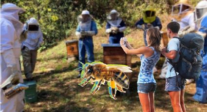 Camina entre abejas en esta increíble experiencia hidalguense llamada Abejedario