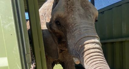 Rescatan a elefanta Annie de maltrato, será llevada al Zoológico de San Juan de Aragón