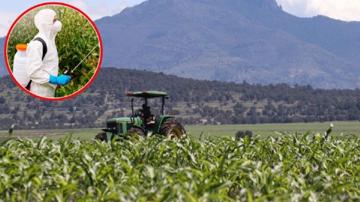 Glifosato: se acerca el "dead line" para prohibir el herbicida en el campo mexicano