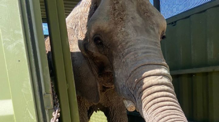 Rescatan a elefanta Annie de maltrato, será llevada al Zoológico de San Juan de Aragón