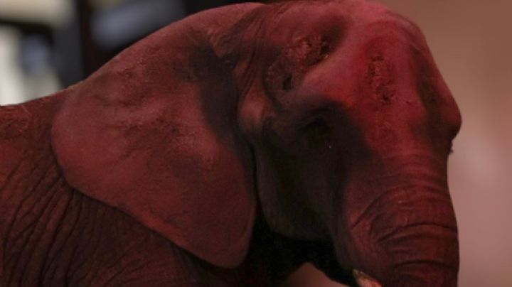 ¿Rescataron a "Annie"? La llevaron a Aragón con "Ely", la elefanta "más triste del mundo"