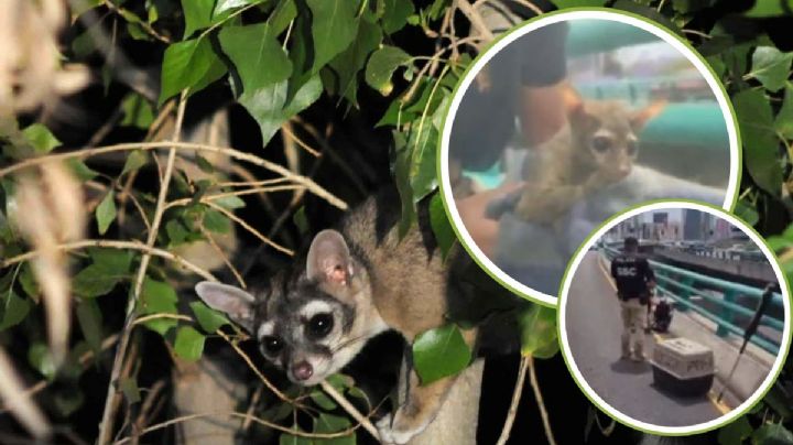 Cacomixtle causa tensión en el segundo piso del periférico | VIDEO