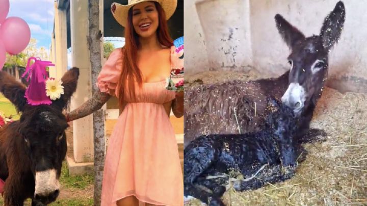 Nació un burrito en Cuacolandia, legado de Elena Larrea