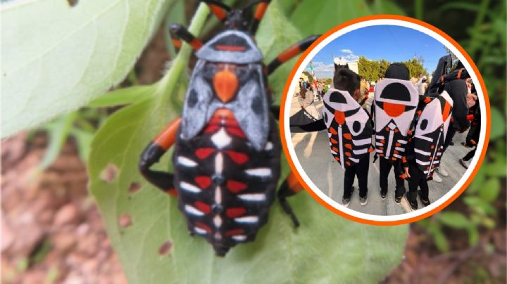 Disfraces de xamues y tlacuaches se hacen virales en Hidalgo por la primavera | FOTOS