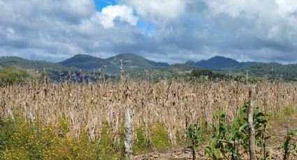 Crisis agrícola, efecto por prohibir glifosato, advierten agroquímicos