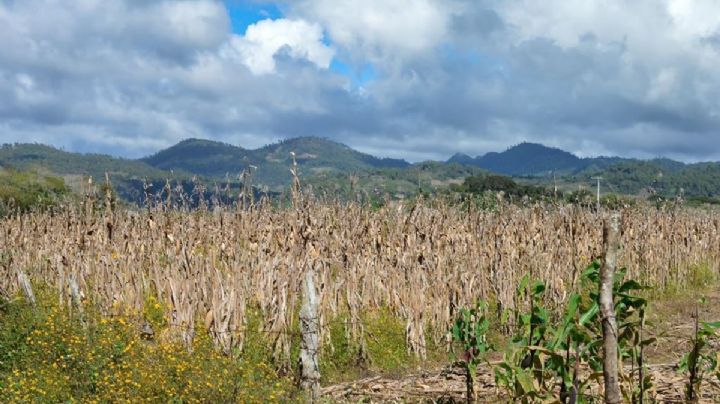 Crisis agrícola, efecto por prohibir glifosato, advierten agroquímicos