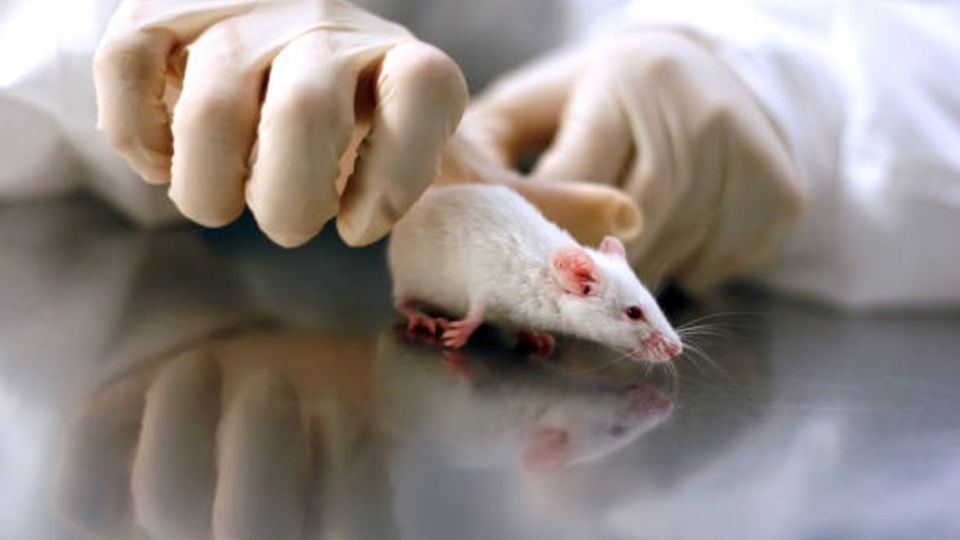 Denuncian disección de ratones vivos en Universidad de Metepec