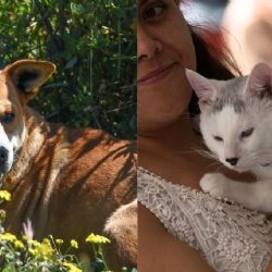Calor en Veracruz: Así puedes salvar a tus mascotas de morir