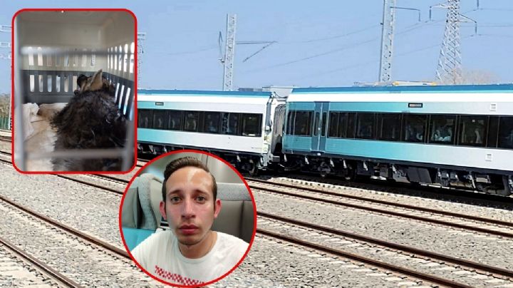 Tren Maya: El calvario de Argenis por el descarrilamiento, su cachorrita sufrió golpe de calor y casi muere