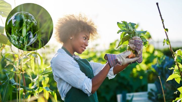 Las plantas nos hablan: estos son los sonidos cuando sufren o se secan