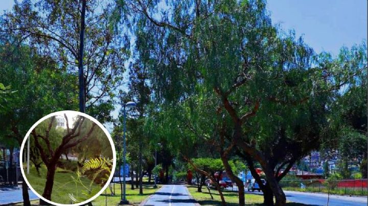 Las calles arboladas más bonitas de León