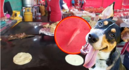 Encuentran presunto colmillo de perro en puesto de barbacoa de Pachuca; ¿qué opinas?