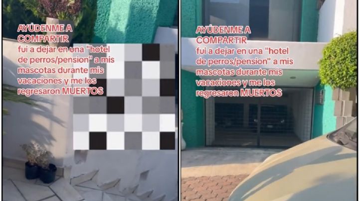 Denuncian asesinato de Nala y Tango en guardería para perros en Xochimilco | VIDEO