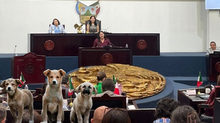 En Hidalgo ya es delito abandonar a mascotas, estas son las sanciones