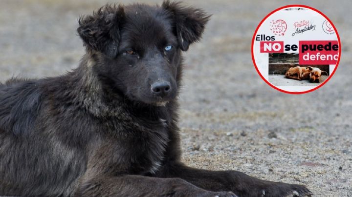 Rescatan a 14 lomitos de maltrato en Morelia, hay un detenido