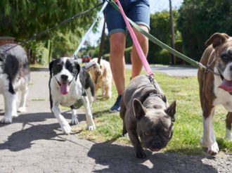 Paseadores de perros en CDMX: así funcionará el padrón oficial
