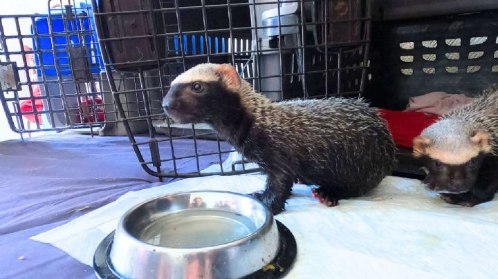 Grisón, el "huroncito" en peligro de extinción rescatado en Veracruz