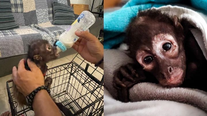 Esto se sabe del mono araña rescatado en la zona conurbada de Veracruz - Boca del Río