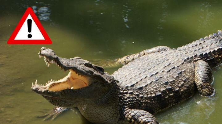 Cocodrilo de 2 metros y 150 kilos fue capturado en Coatzacoalcos