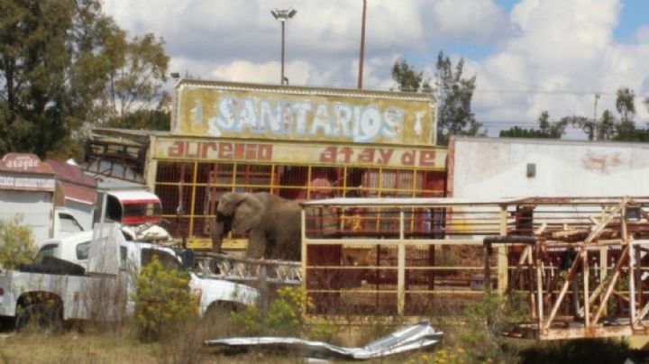 Zoológicos de León y Guadalajara se disputan el resguardo de Annie la elefanta