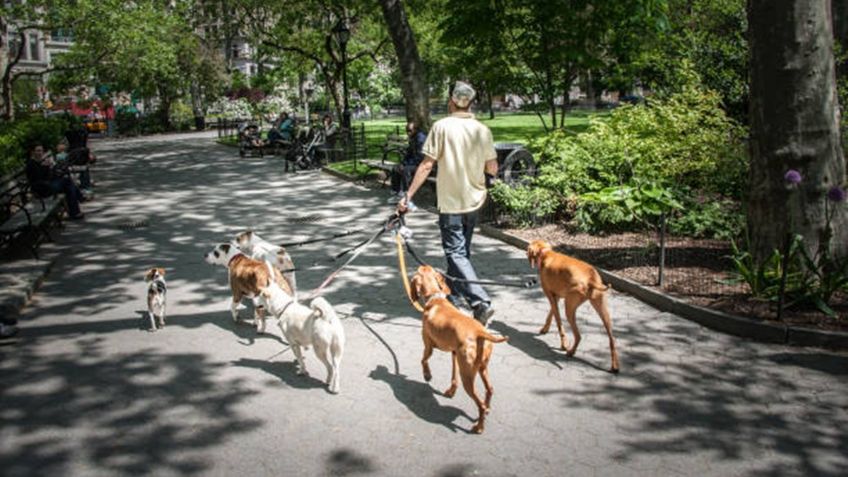 Ángel fue despedido de su empleo en abril; hoy está en la informalidad paseando perros