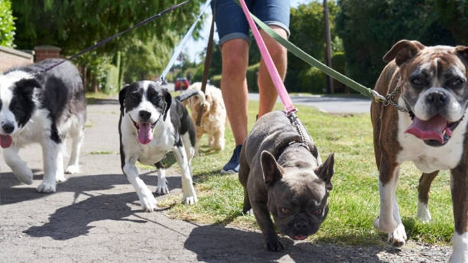 Eres paseador de perros en CDMX, esto te interesa