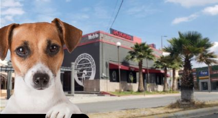 Acusan a restaurante de Pachuca de servir carne de perro; negocio se defiende
