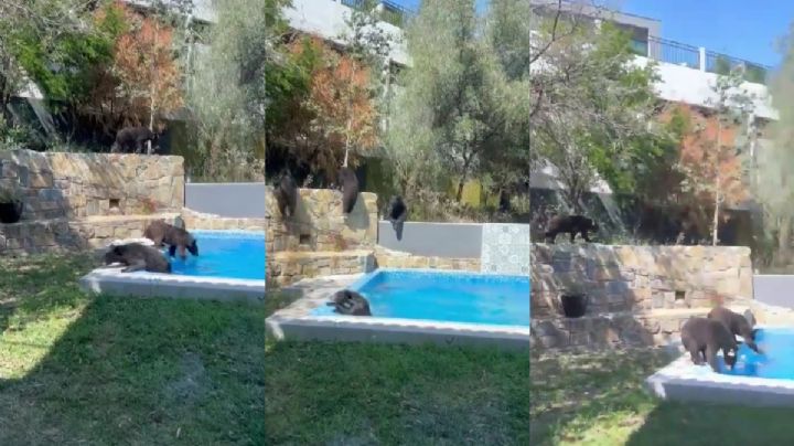 Familia de osos se da un chapuzón en alberca en Nuevo León | VIDEO