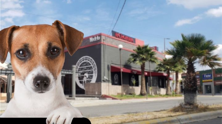 Acusan a restaurante de Pachuca de servir carne de perro; negocio se defiende