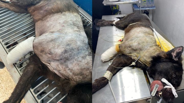 HISTORIA: A Negrito le cortaron su patita de un machetazo, vecinos exigen justicia