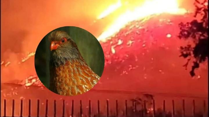 Incendios de las Altas Montañas ¿acabaron con animales en peligro de extinción?