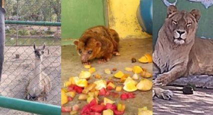 Edomex: Profepa rescata 59 animales de zoológico de Nezahualcóyotl
