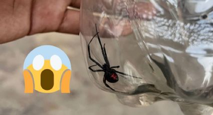 Esta peligrosa araña causa miedo en Acayucan; la encontraron dentro de una casa